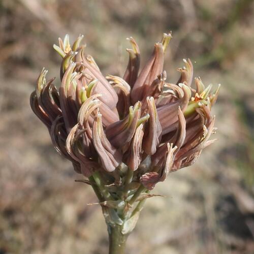 Aloe myriacantha (Aloe myriacantha)