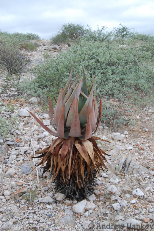 Aloe namibensis: Aloe namibensis. Species of plant.