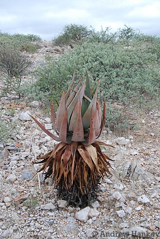 Aloe namibensis: Aloe namibensis. Species of plant.