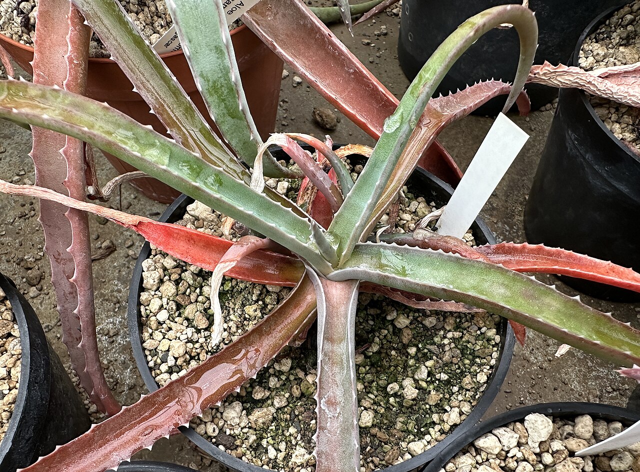 Aloe namorokaensis: Aloe namorokaensis in Kultur