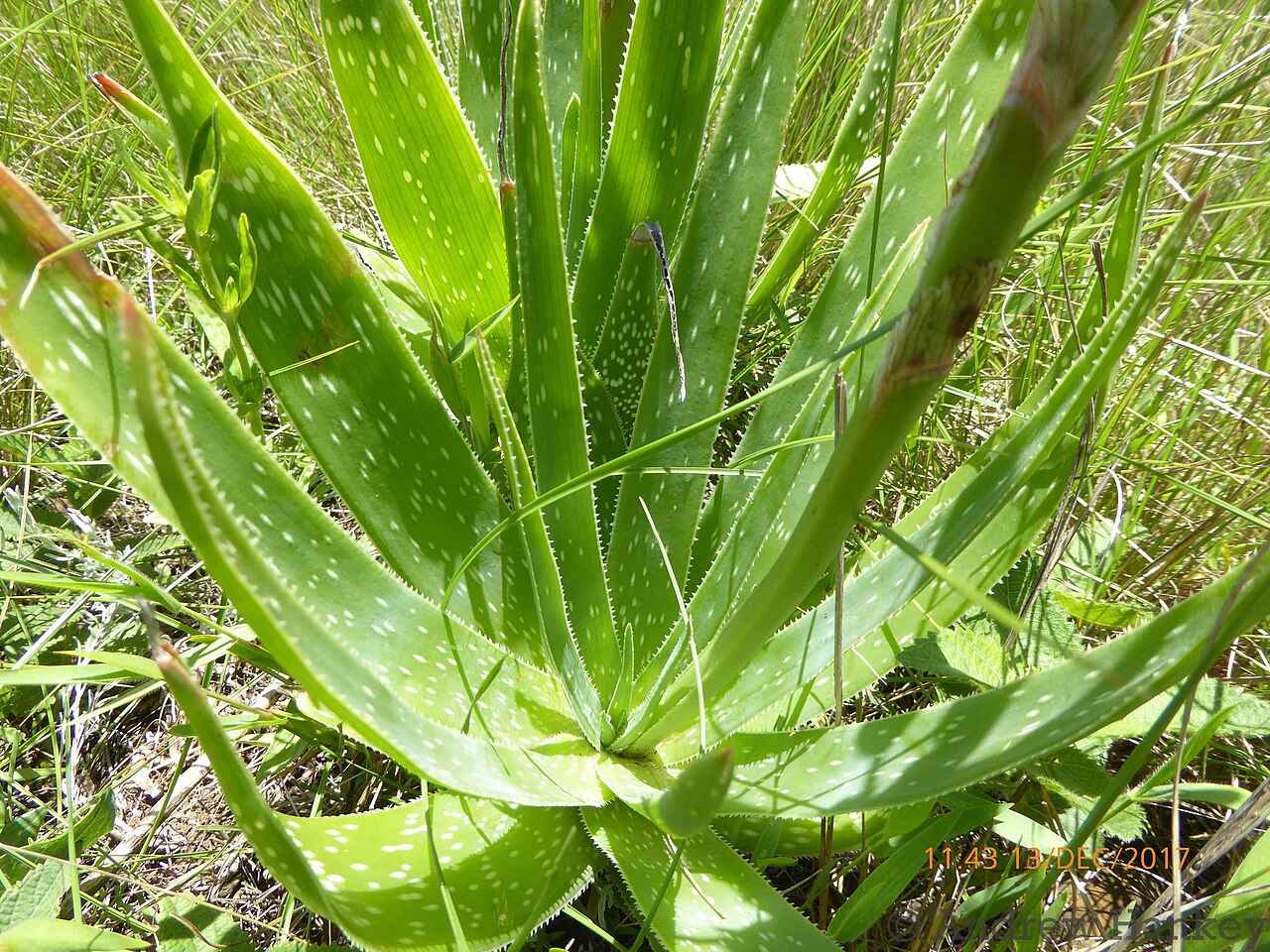 Aloe neilcrouchii: Aloe neilcrouchii
