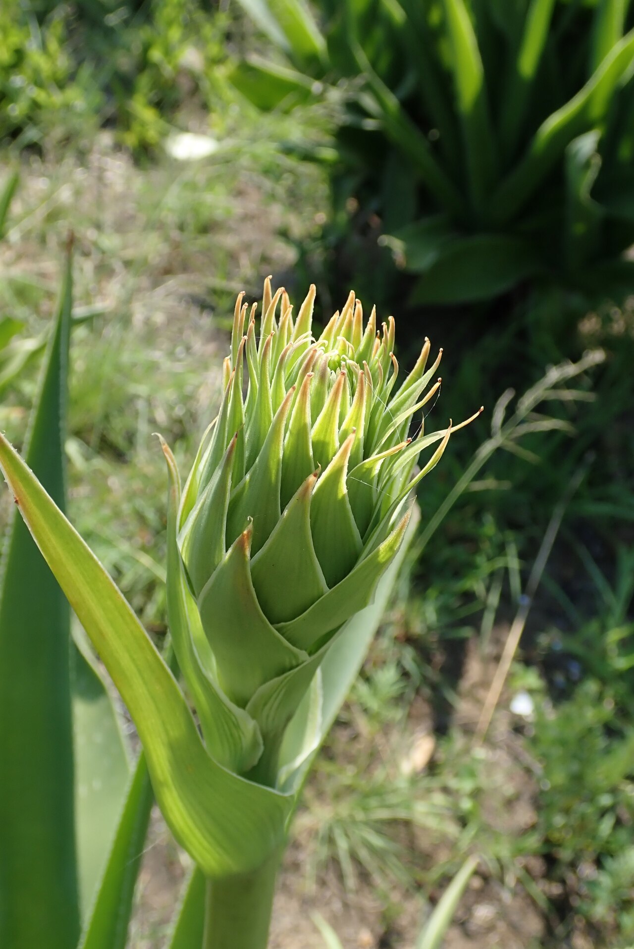 Aloe neilcrouchii: Aloe neilcrouchii