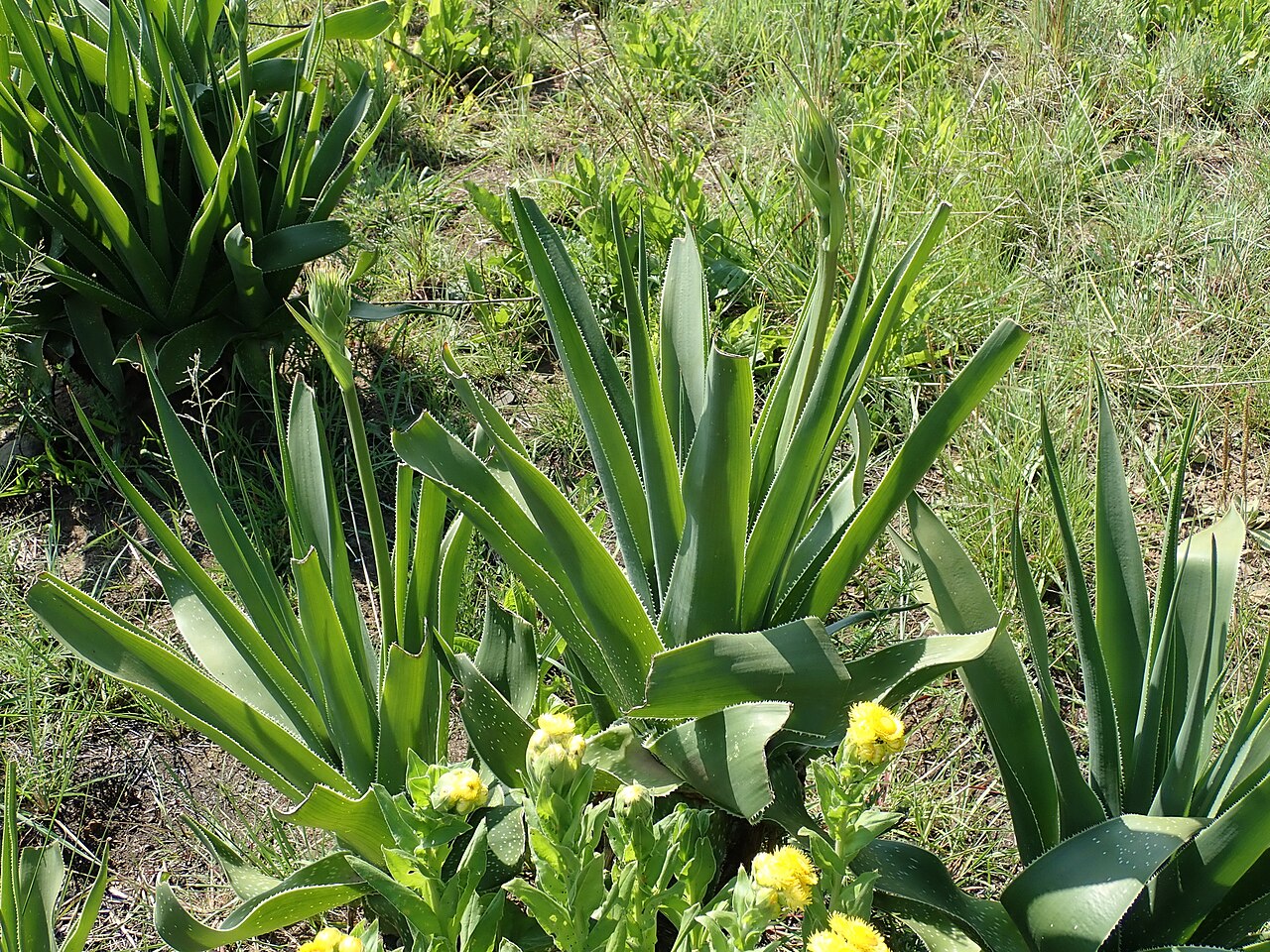 Aloe neilcrouchii: Aloe neilcrouchii