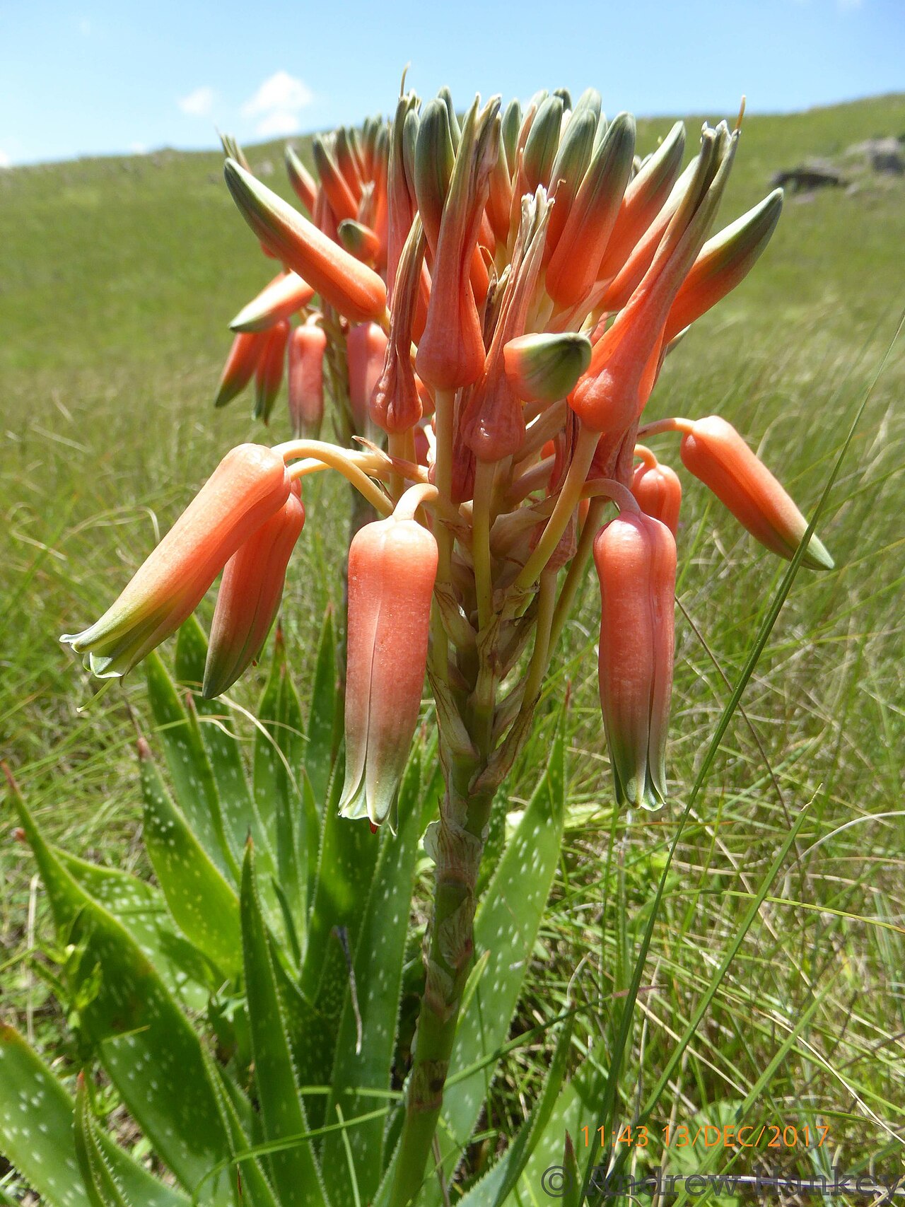 Aloe neilcrouchii: Aloe neilcrouchii