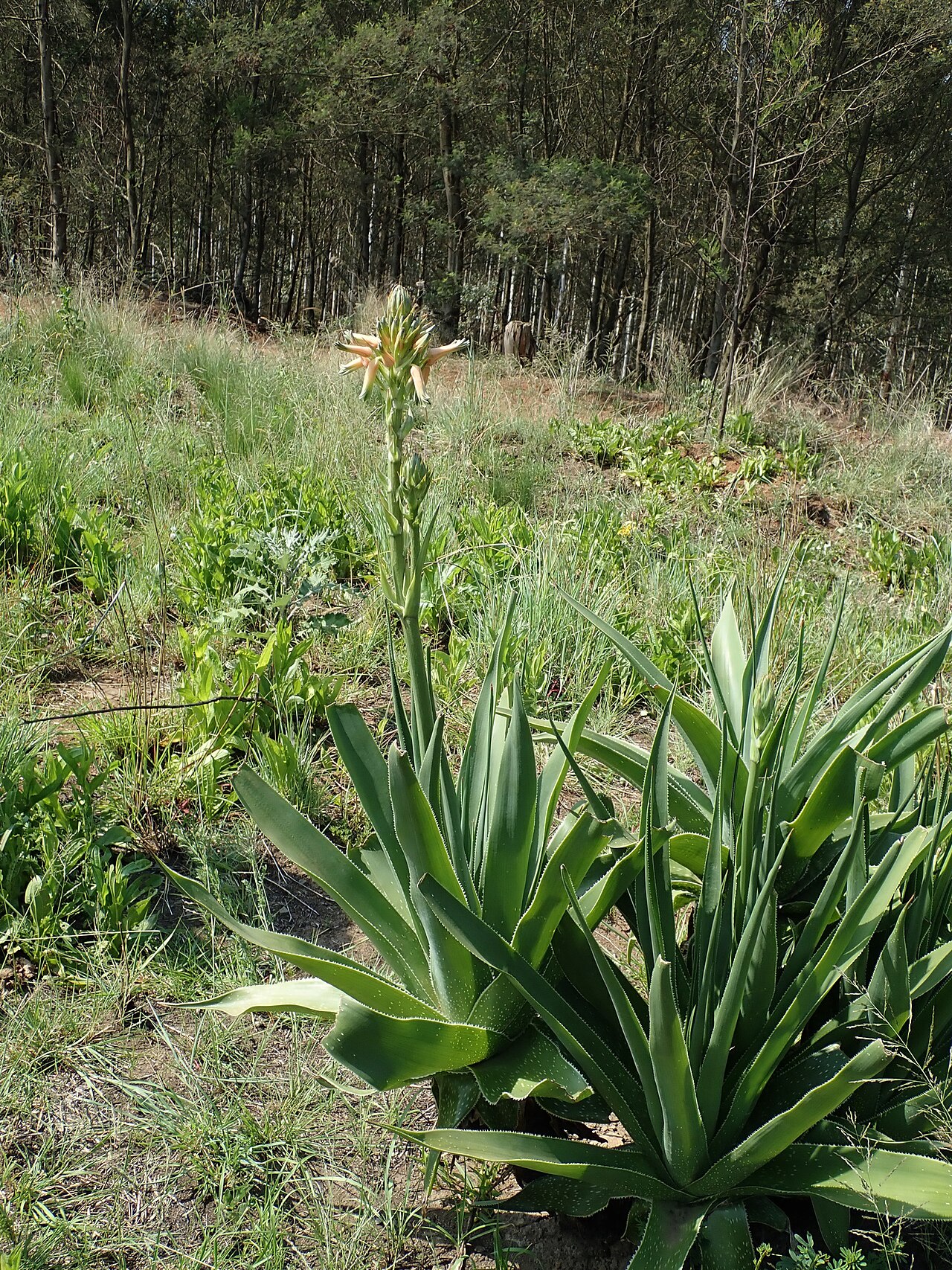 Aloe neilcrouchii: Aloe neilcrouchii