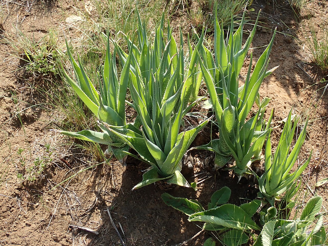 Aloe neilcrouchii: Aloe neilcrouchii