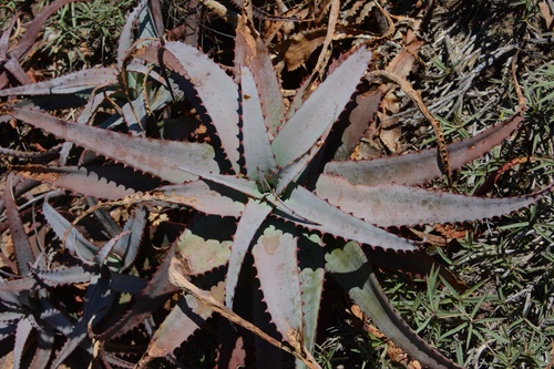 Aloe newtonii (Aloe newtonii)
