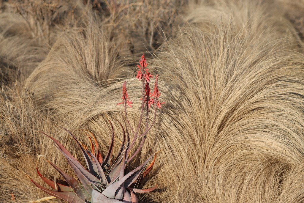 Aloe newtonii (Aloe newtonii)