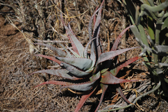 Aloe newtonii (Aloe newtonii)