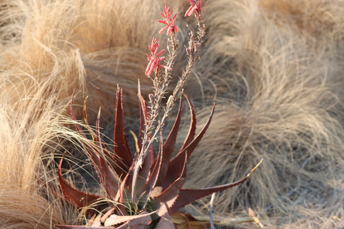 Aloe newtonii (Aloe newtonii)