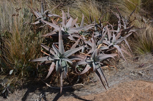 Aloe newtonii (Aloe newtonii)