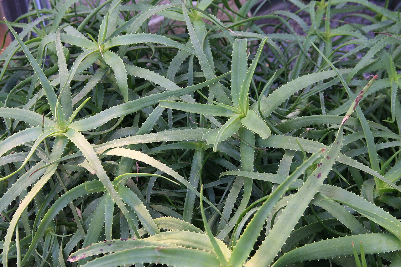 Aloe ngobitensis: Location taken: Longwood Gardens, Kennett Square, Pennsylvania.. Names: Aloe ngobitensis Reynolds, Alo Classification: Plantae > Magnoliophyta > Liliopsida > As