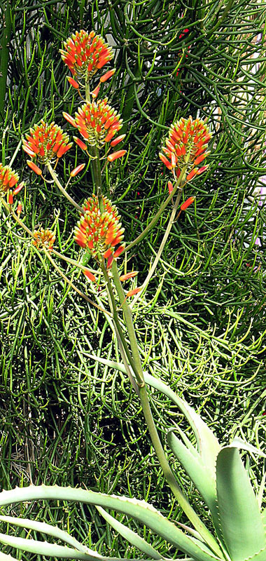Aloe ngongensis: Native to Kenya and Tanzania. KEW Gardens, London.