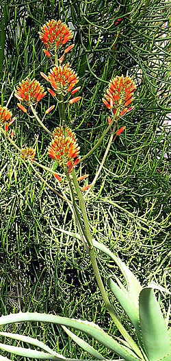 Aloe ngongensis: Native to Kenya and Tanzania. KEW Gardens, London.