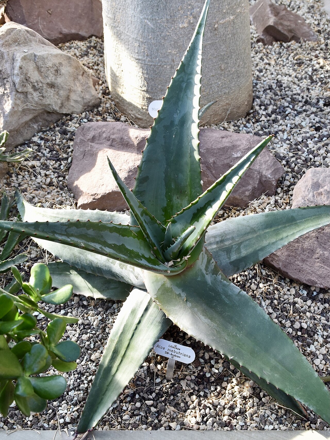 Aloe niebuhriana: Aloe niebuhriana. Berggarten Hannover.