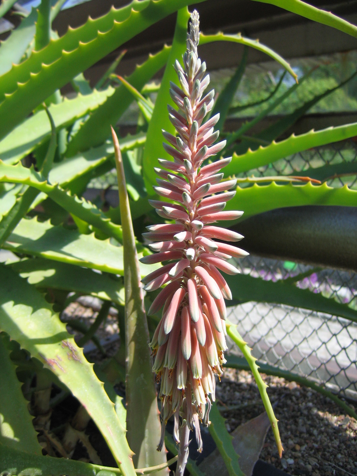 Aloe niebuhriana: Aloe niebuhriana inflorescence, plant cultivated in Wrocław University Botanical Garden, Wrocław, Poland.
