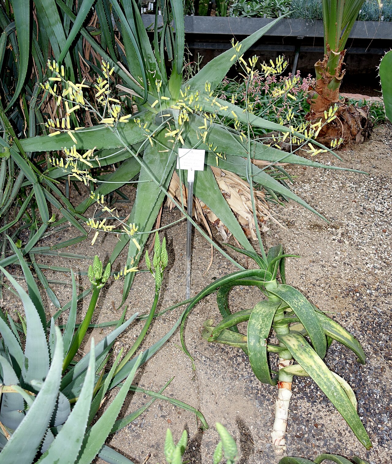 Aloe niebuhriana: Botanical specimen in the Botanischer Garten - Heidelberg, Germany.