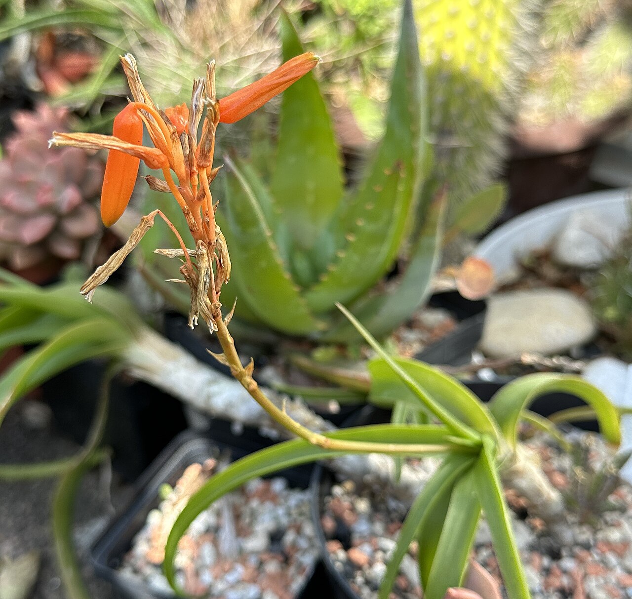 Graskop cliff aloe: Aloe nubigena in Kultur