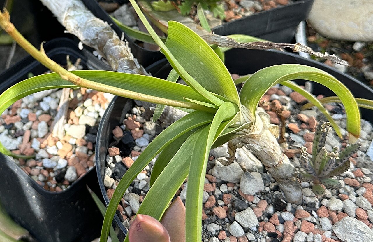 Graskop cliff aloe: Aloe nubigena in Kultur