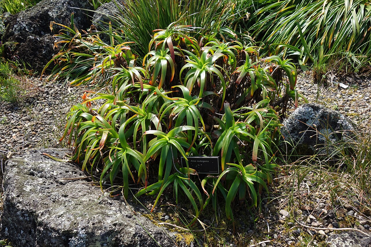 Graskop cliff aloe: Specimen in the Auckland Botanic Gardens - Auckland, New Zealand.