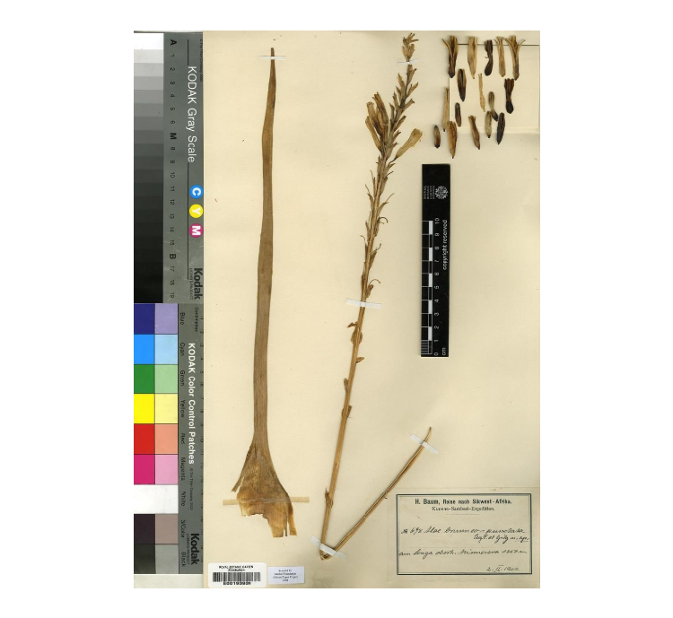 Aloe nuttii: Aleo nutti, herbarium specimen from Royal Botanical Garden Edinbrugh