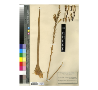 Aloe nuttii: Aleo nutti, herbarium specimen from Royal Botanical Garden Edinbrugh