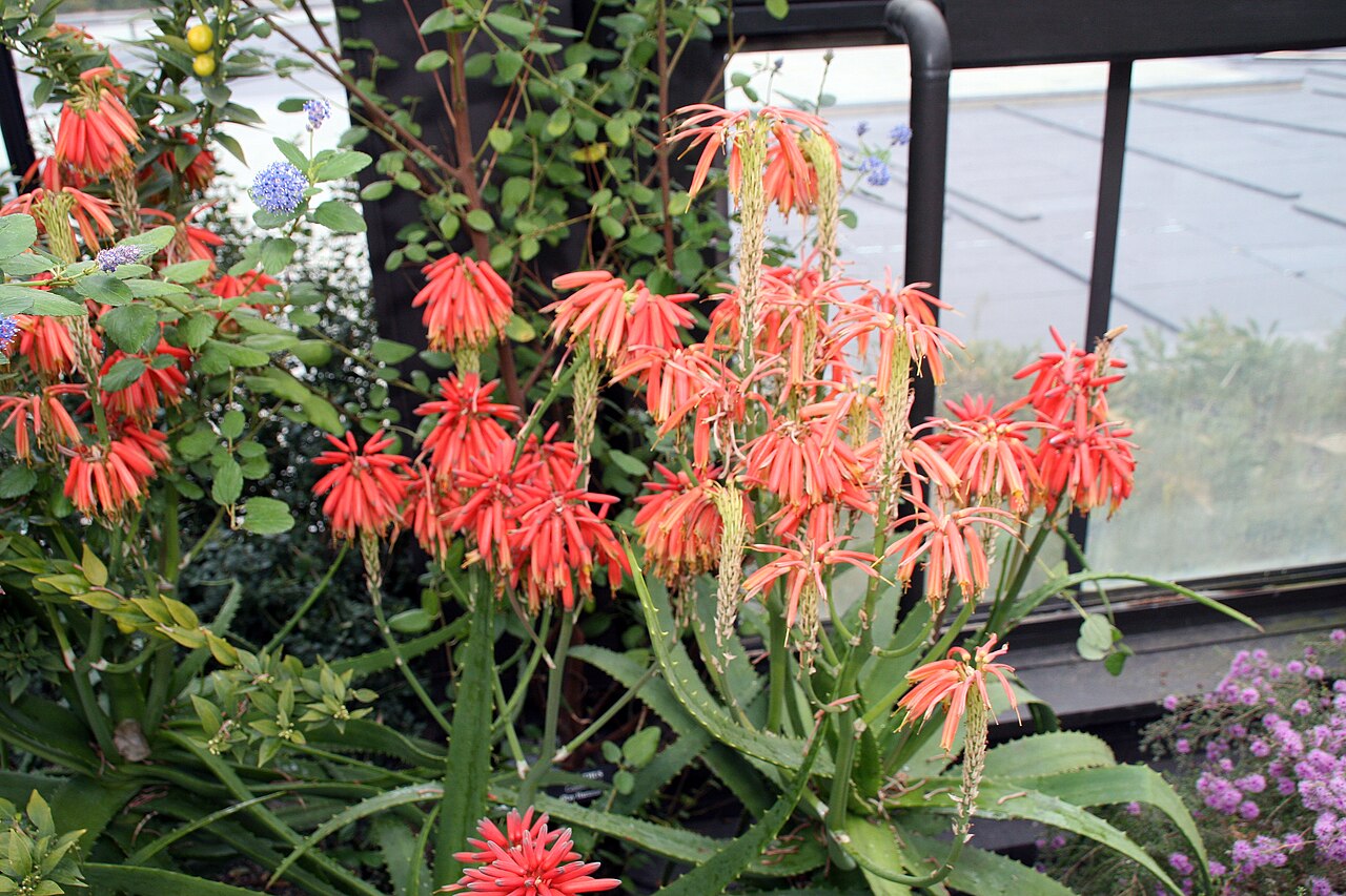 Aloe nyeriensis: Location taken: Longwood Gardens, Kennett Square, Pennsylvania.. Names: Aloe nyeriensis Christian & I.Verd., Alo Classification: Plantae > Magnoliophyta > Lilio