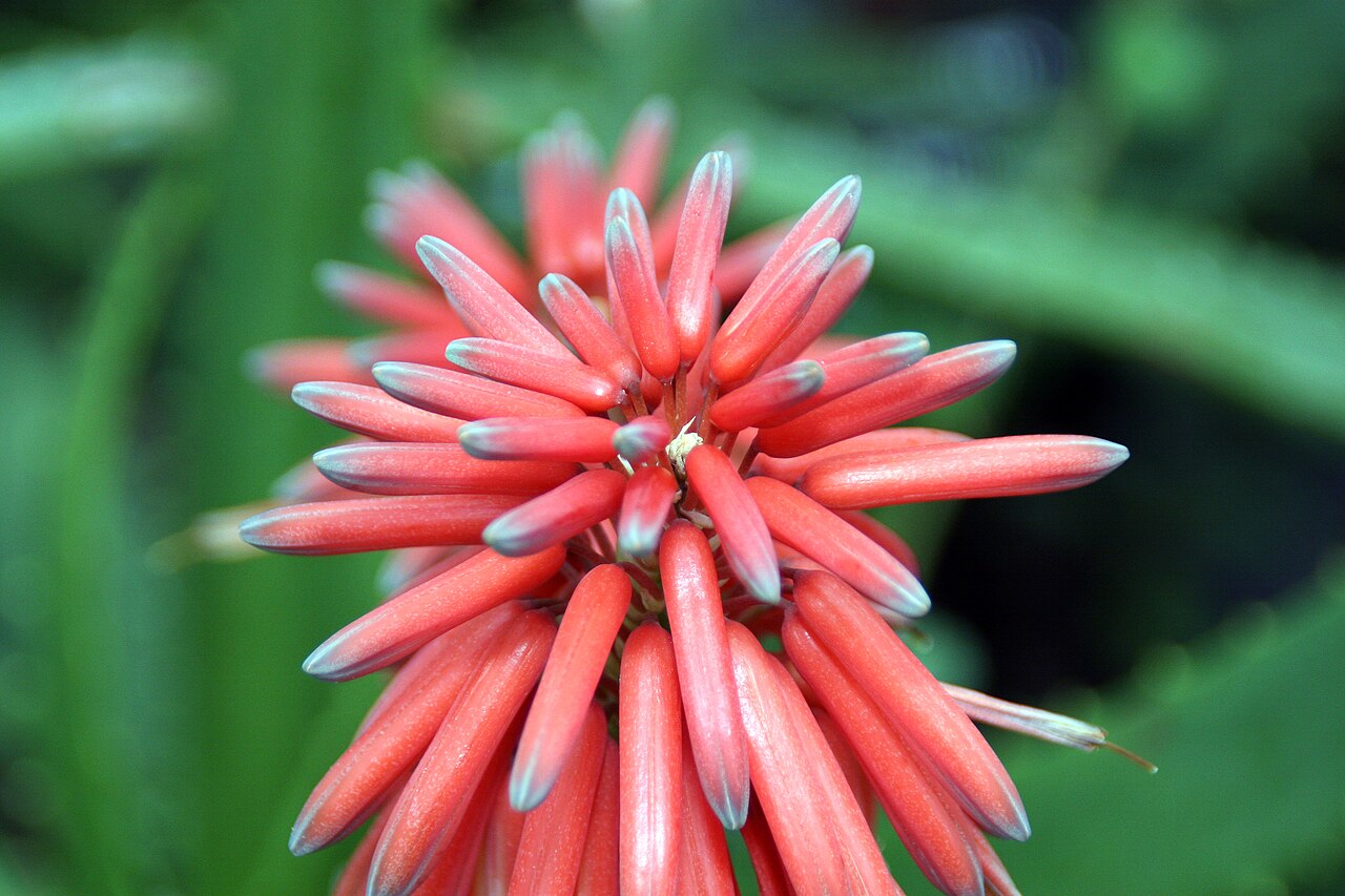 Aloe nyeriensis: Location taken: Longwood Gardens, Kennett Square, Pennsylvania.. Names: Aloe nyeriensis Christian & I.Verd., Alo Classification: Plantae > Magnoliophyta > Lilio