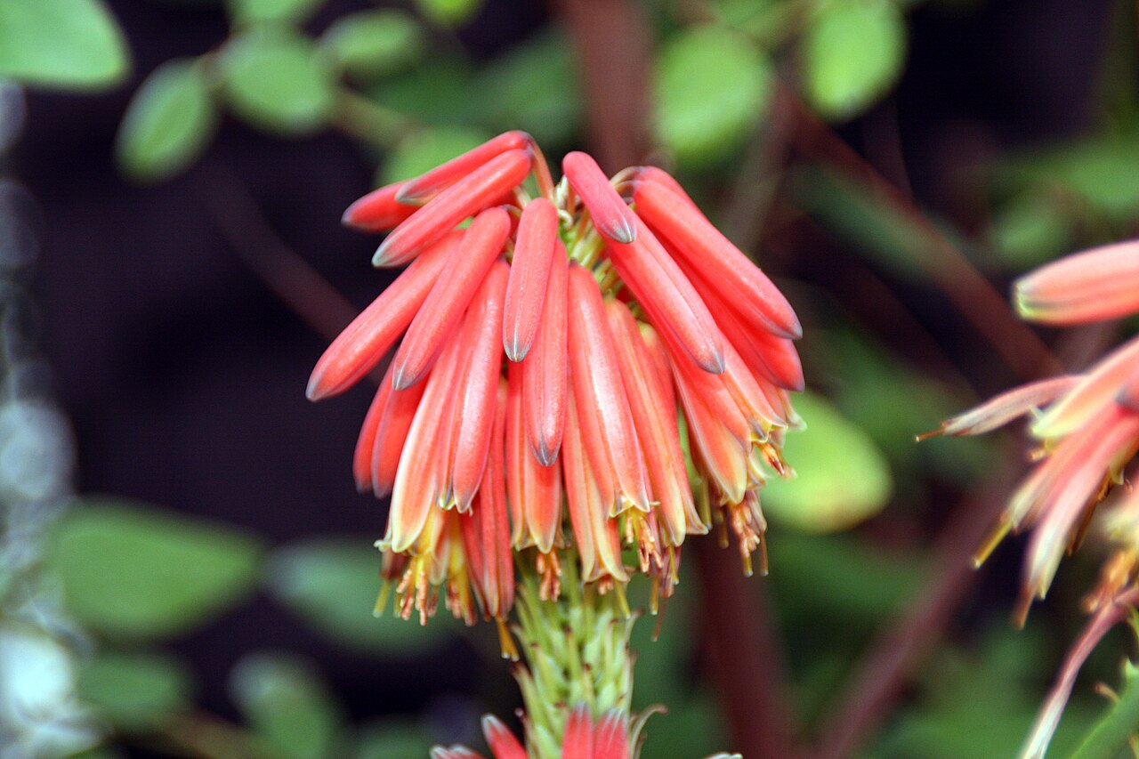 Aloe nyeriensis: Location taken: Longwood Gardens, Kennett Square, Pennsylvania.. Names: Aloe nyeriensis Christian & I.Verd., Alo Classification: Plantae > Magnoliophyta > Lilio