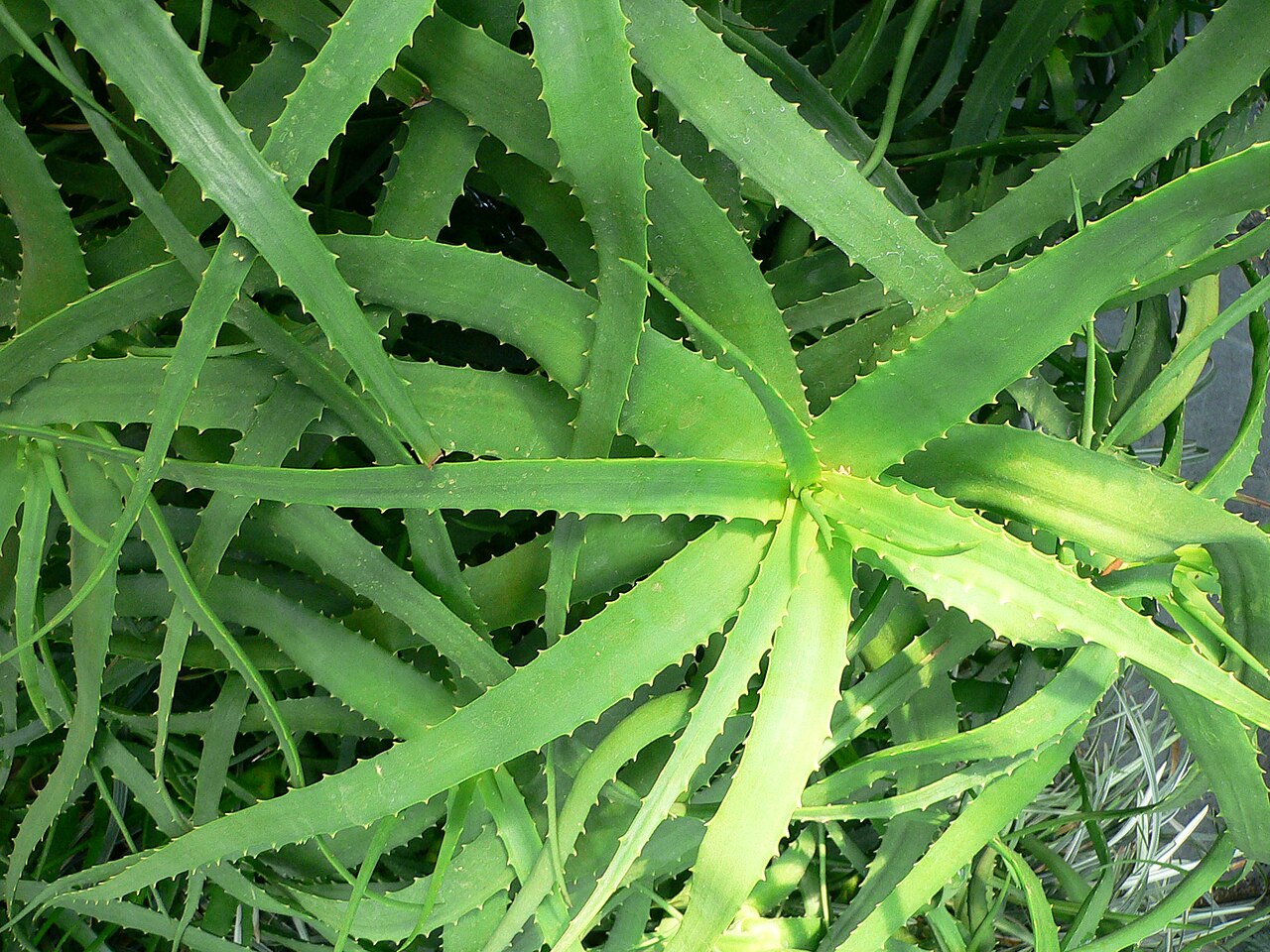 Aloe nyeriensis (Aloe nyeriensis)