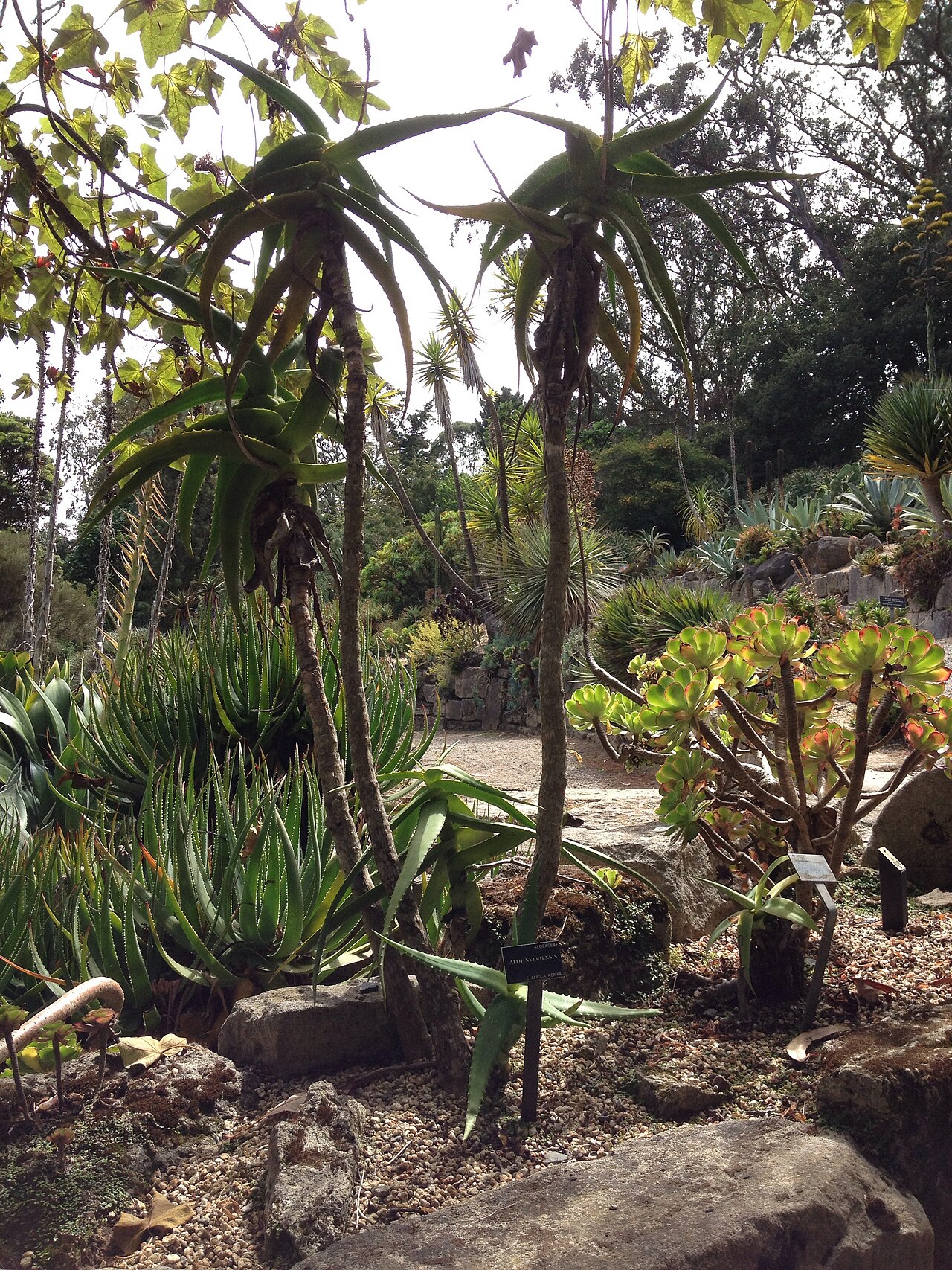 Aloe nyeriensis: Aloe nyirinsese