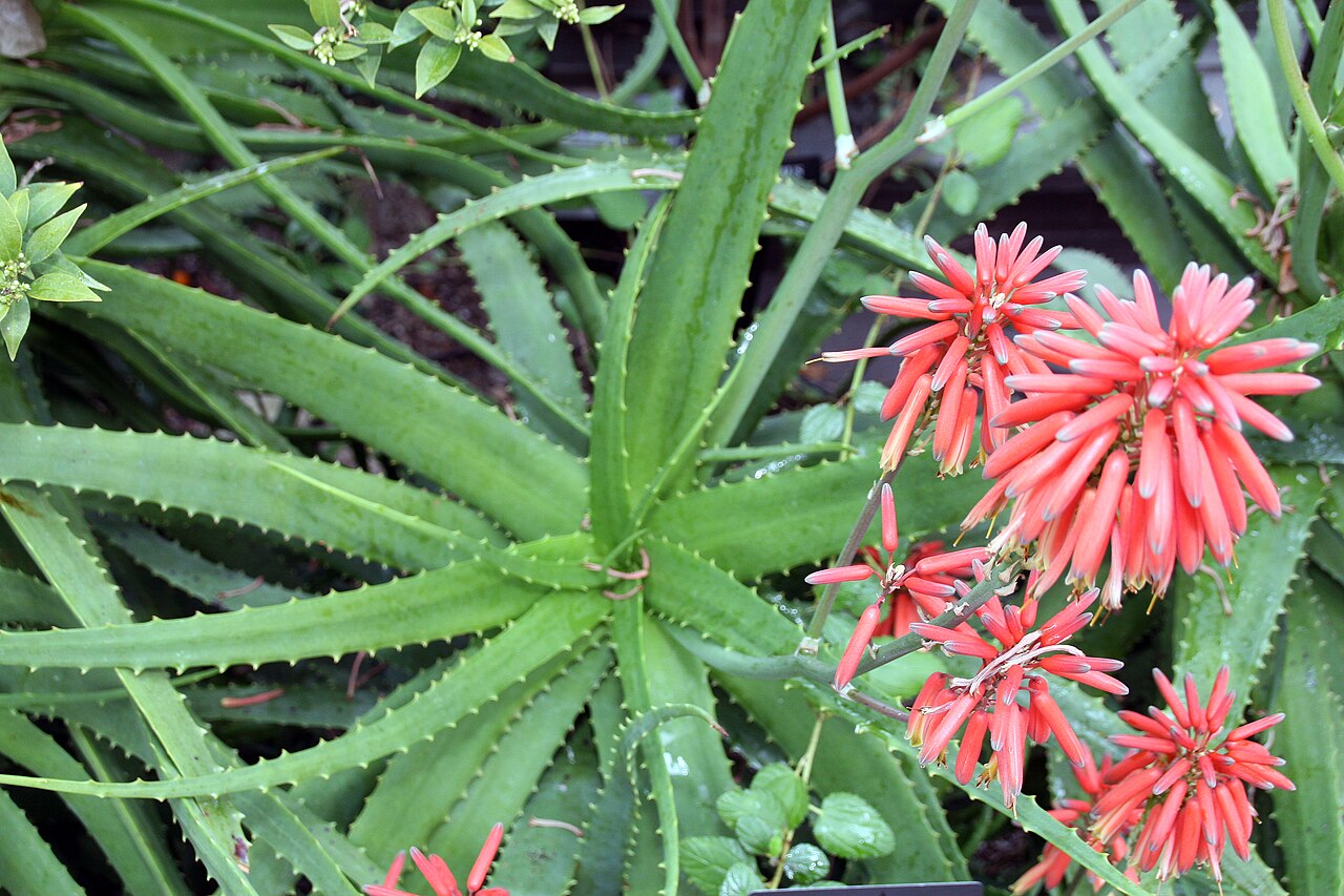 Aloe nyeriensis: Location taken: Longwood Gardens, Kennett Square, Pennsylvania.. Names: Aloe nyeriensis Christian & I.Verd., Alo Classification: Plantae > Magnoliophyta > Lilio