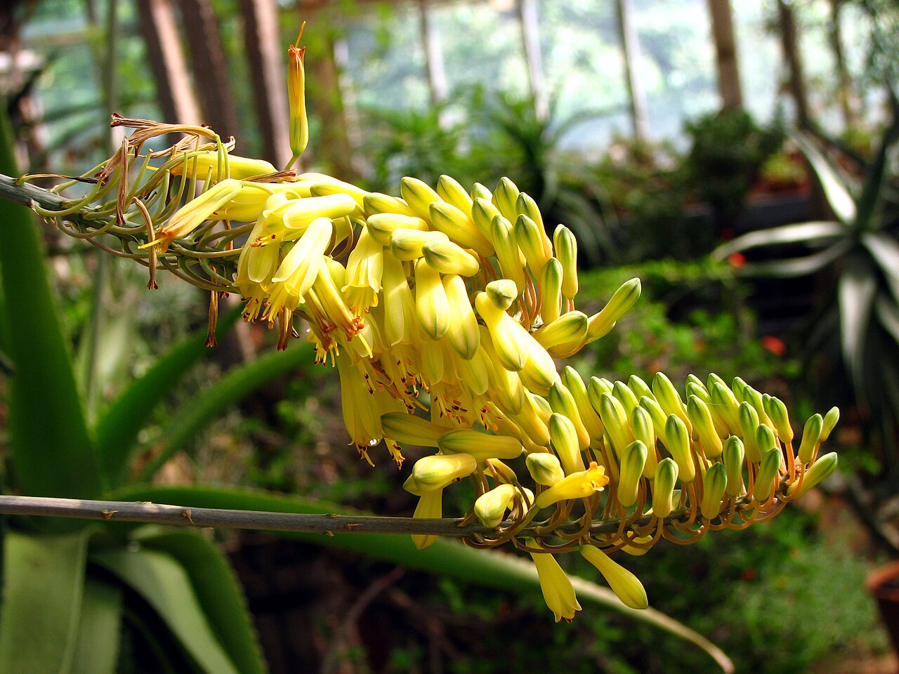 Aloe officinalis: Greenhouses of the Botanical garden ( Saint Petersburg ). Aloe officinalis var. angustifolia