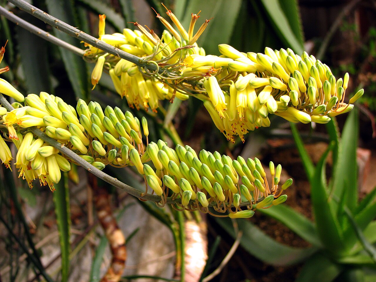 Aloe officinalis: Greenhouses of the Botanical garden ( Saint Petersburg ). Aloe officinalis var. angustifolia