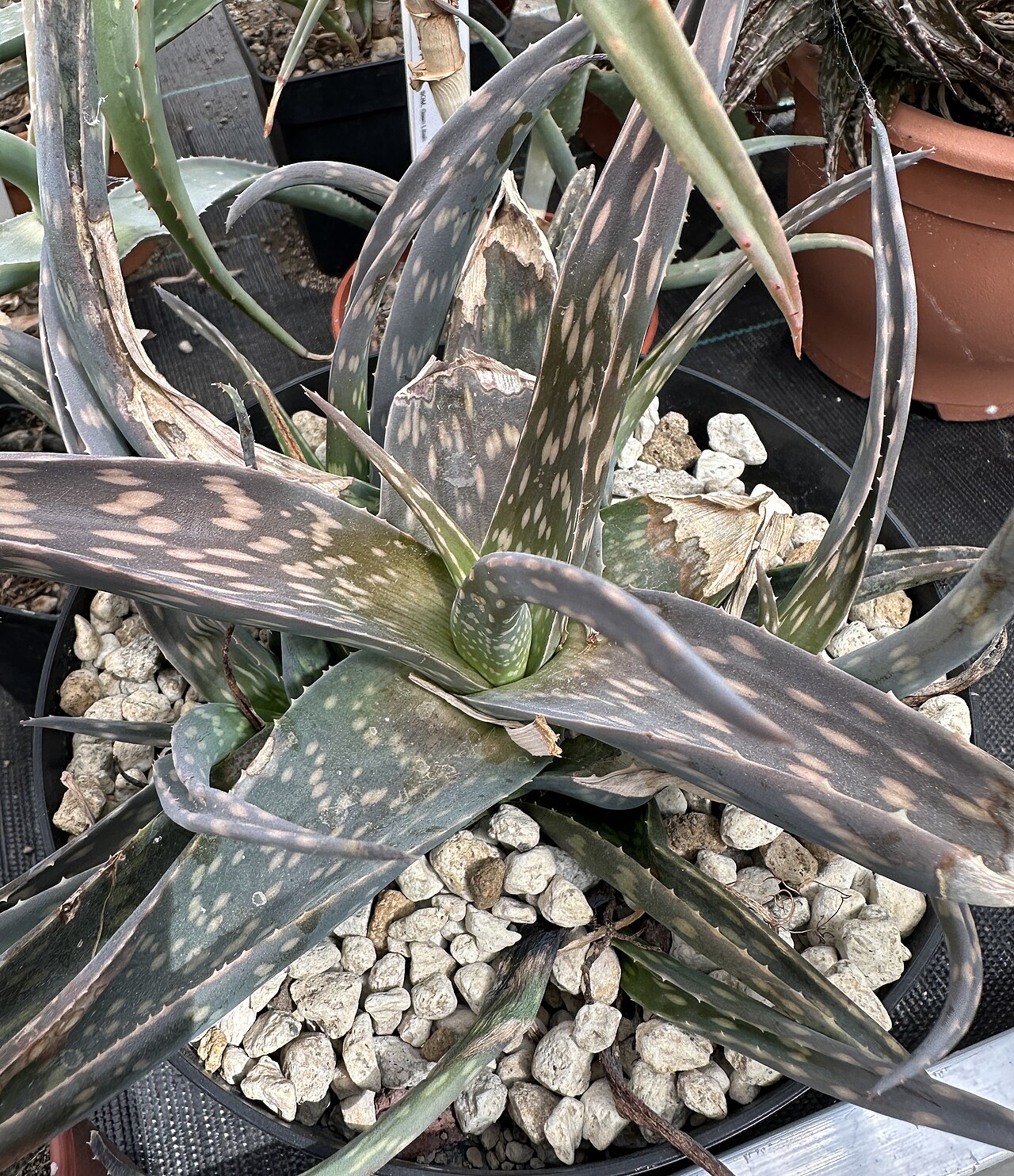 Aloe orlandi: Aloe orlandi im Botanischen Garten Meise, Belgien