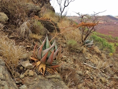 Aloe ortholopha (Aloe ortholopha)