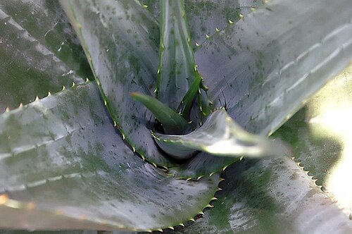Aloe ortholopha: Location taken: the New York Botanical Garden. Names: Aloe ortholopha Christian & Milne-Red., Alo Classification: Plantae > Magnoliophyta > Liliopsida > Asparag
