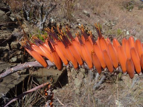 Aloe ortholopha (Aloe ortholopha)