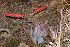Aloe ortholopha (Aloe ortholopha)