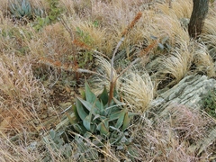 Aloe ortholopha (Aloe ortholopha)