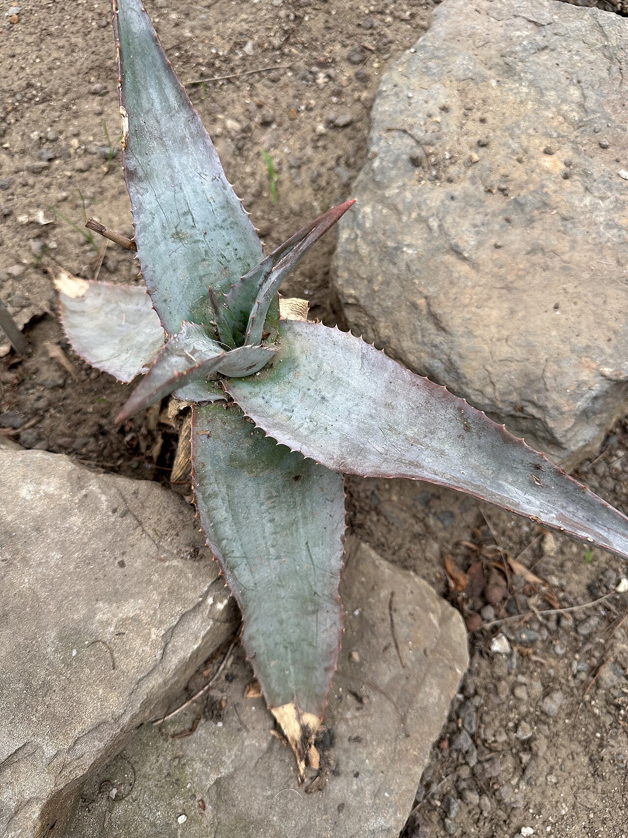 Aloe ortholopha: Aloe ortholopha im Botanischen Garten Meise, Belgien