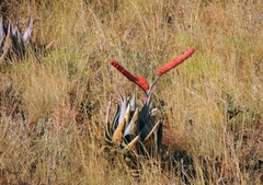 Aloe ortholopha (Aloe ortholopha)