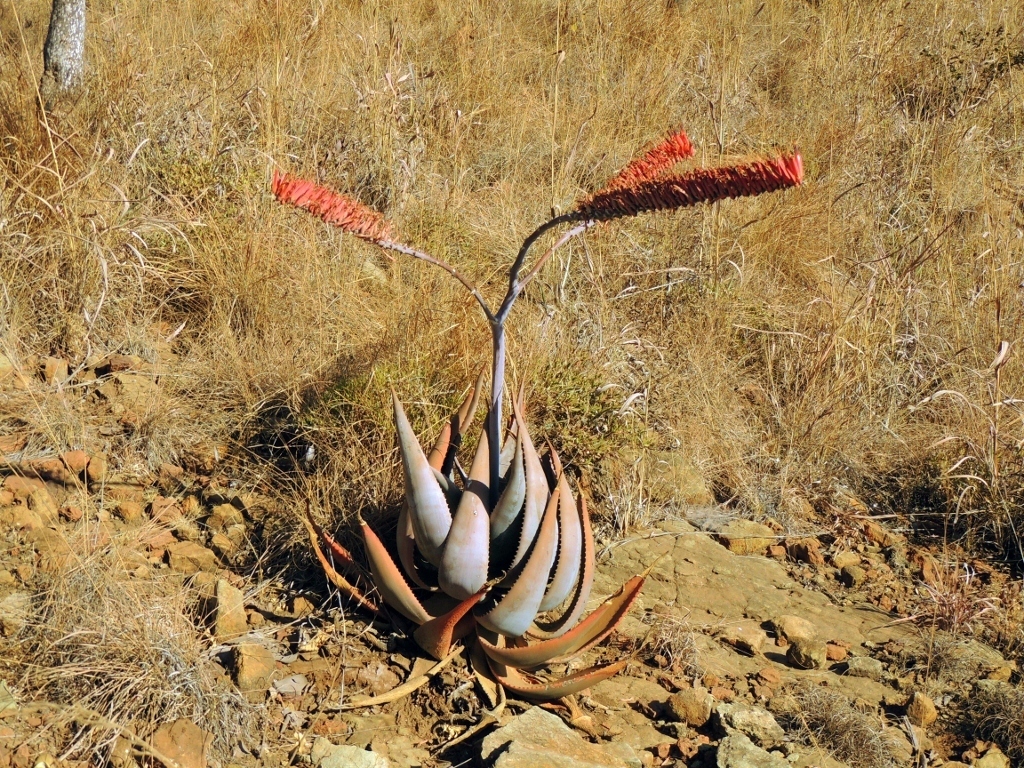 Aloe ortholopha (Aloe ortholopha)