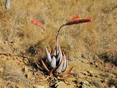 Aloe ortholopha (Aloe ortholopha)