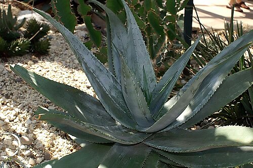 Aloe ortholopha: Location taken: the New York Botanical Garden. Names: Aloe ortholopha Christian & Milne-Red., Alo Classification: Plantae > Magnoliophyta > Liliopsida > Asparag