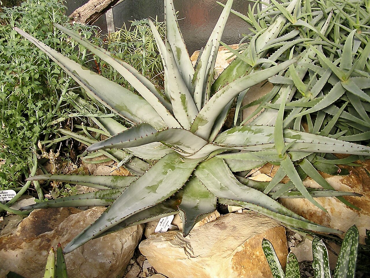 Aloe ortholopha: Aloe ortholopha. Berggarten Hannover.