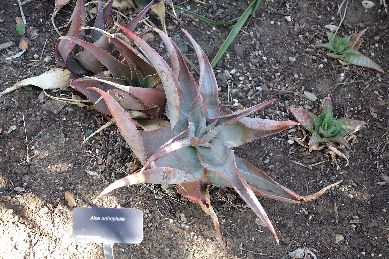 Aloe ortholopha: Botanical specimen in Leaning Pine Arboretum, California Polytechnic State University, San Luis Obispo, California, USA.
