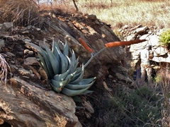Aloe ortholopha (Aloe ortholopha)
