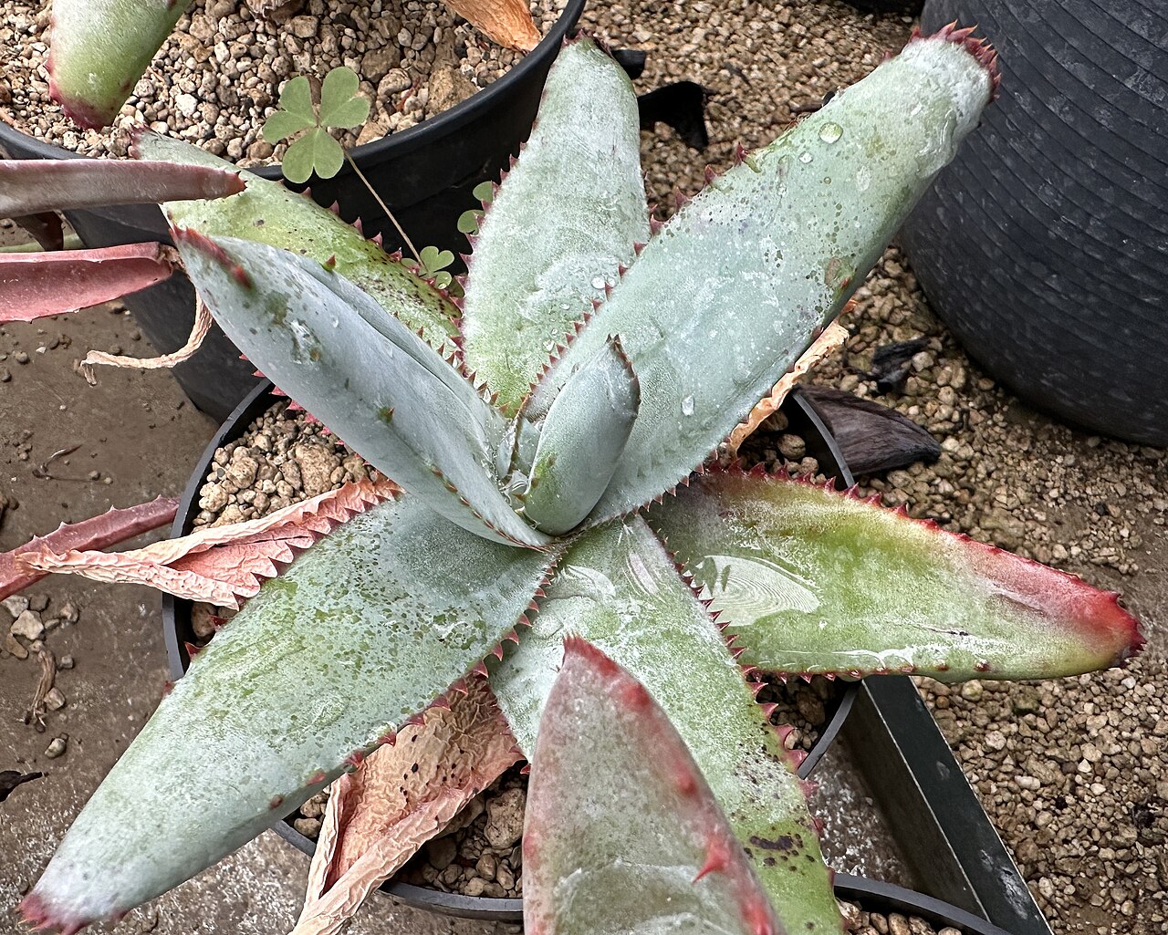 Aloe pachydactylos: Aloe pachydactylos in Kultur