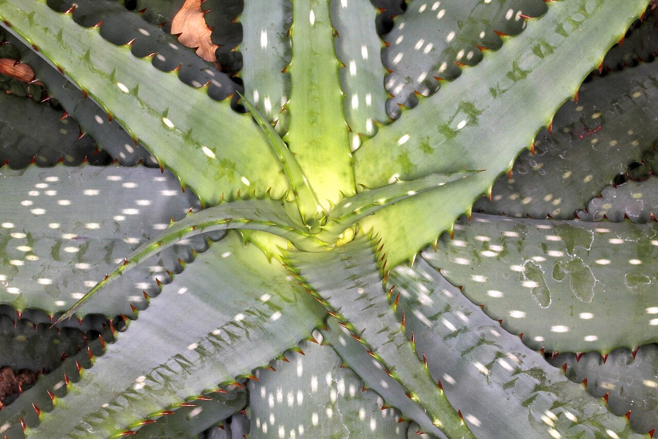 Aloe pachygaster: Aloe pachygaster